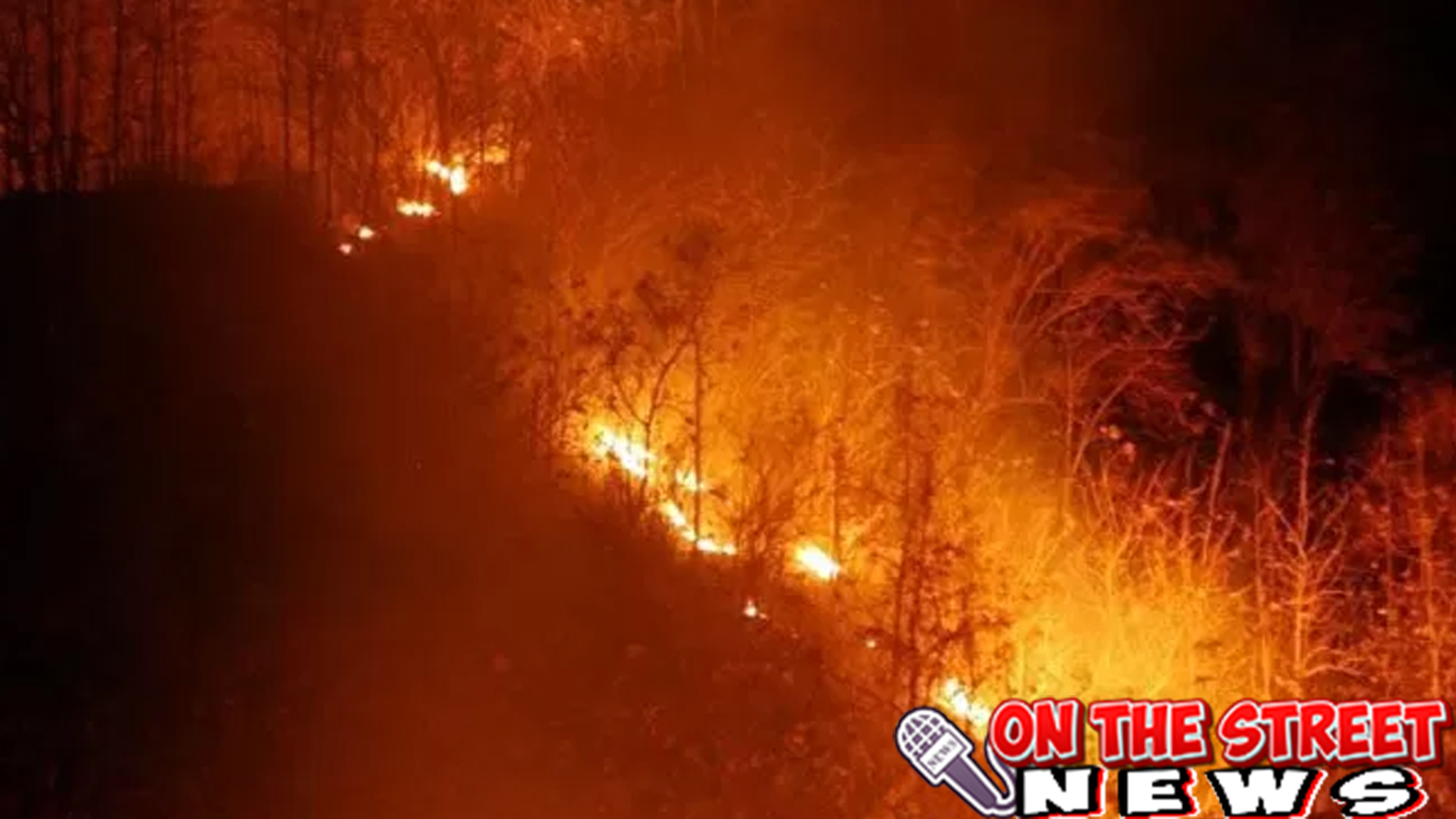 Si Jago Merah Mengamuk di Kulon Progo, Lahap 1 Hektar Lahan