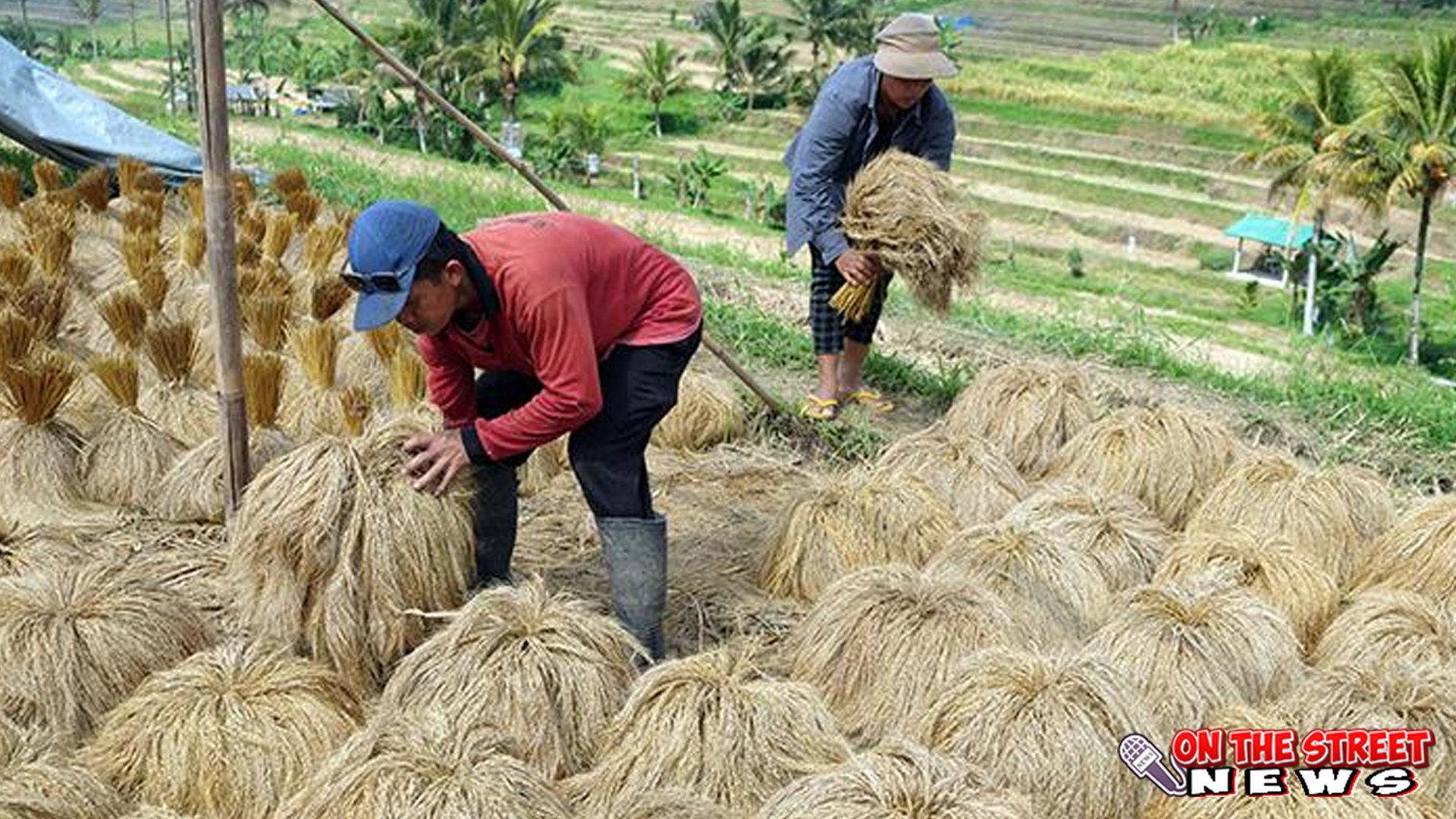 Produksi Beras